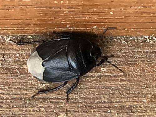 Sehirus sp.